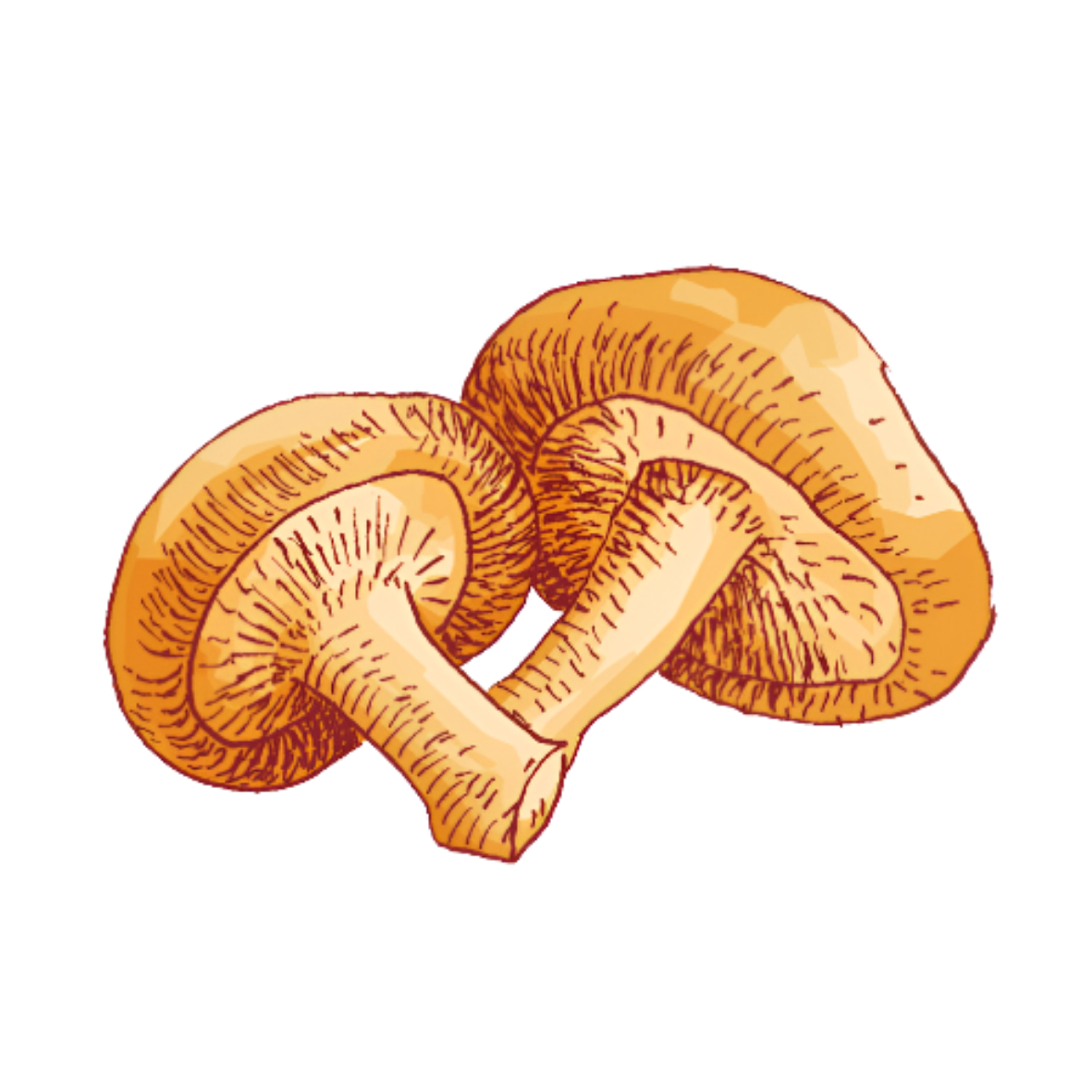 Shiitake